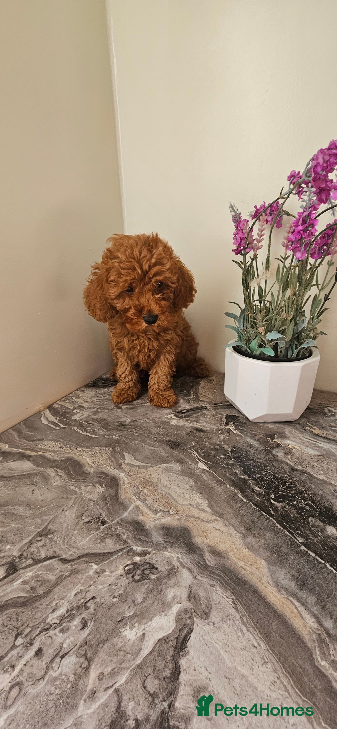Toy Poodle dogs for sale: Beautiful Red Toy Poodle Puppies - Image 22