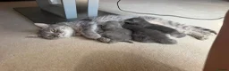 Ragdoll cats for sale: Gorgeous Ragdoll Cross Kittens - Advert 11