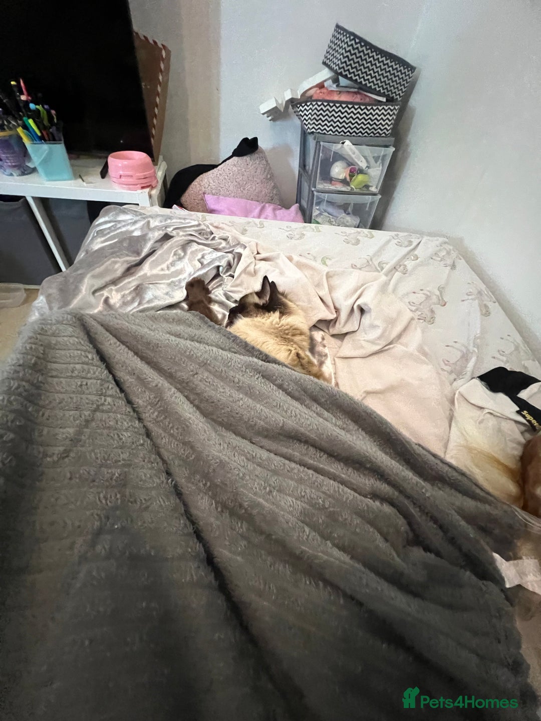Ragdoll cats for sale: Ragdoll 3 years old Missy female  - Image 3