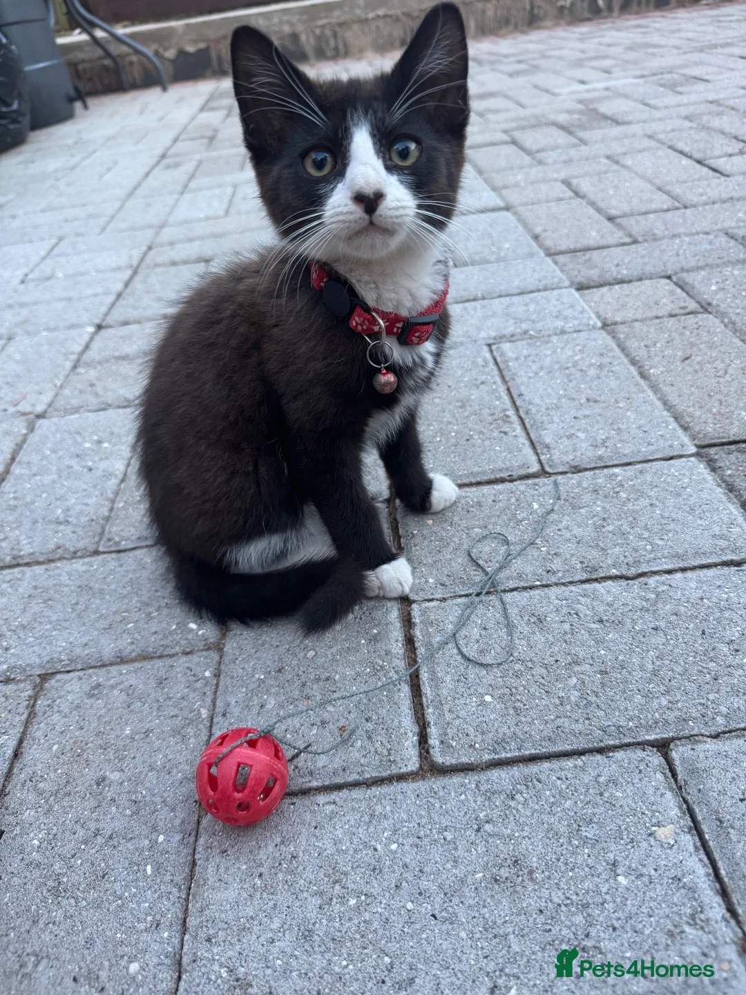 Mixed Breed cats for sale: Kittens for sale in Swansea - Advert 2