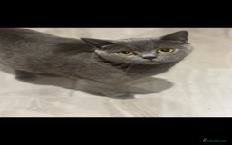 British Shorthair cats for sale: 💜Active GCCF reg BSH blue female 2yrs old💜 - Image 1