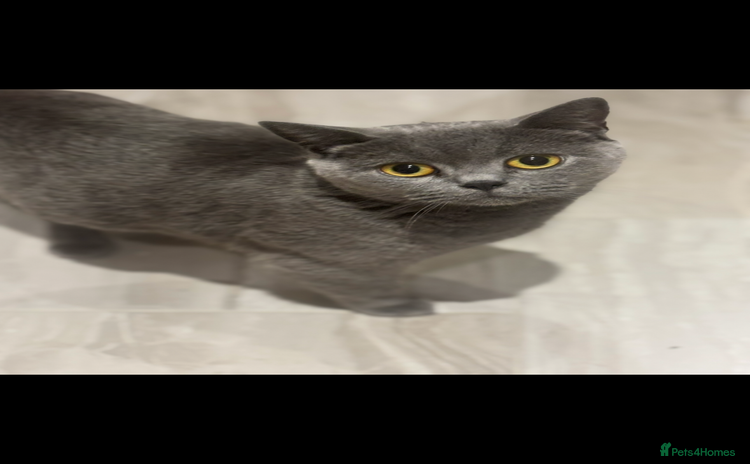 British Shorthair cats - Advert 3