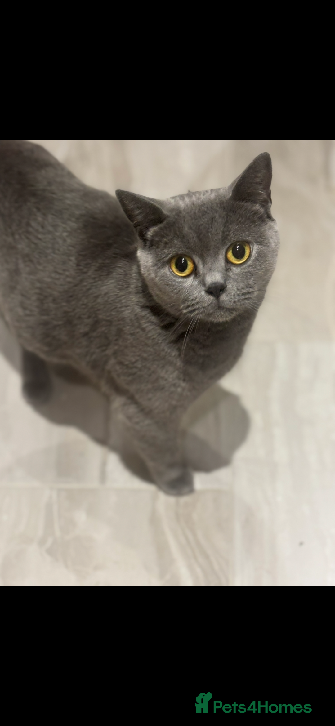 British Shorthair cats for sale: 💜Active GCCF reg BSH blue female 2yrs old💜 - Image 1