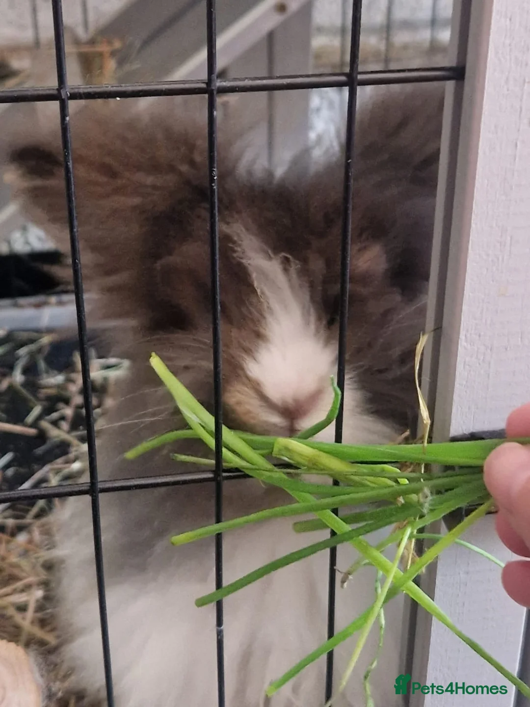 Angora rabbits for sale: Angora teddy widder  in Keston - Advert 2