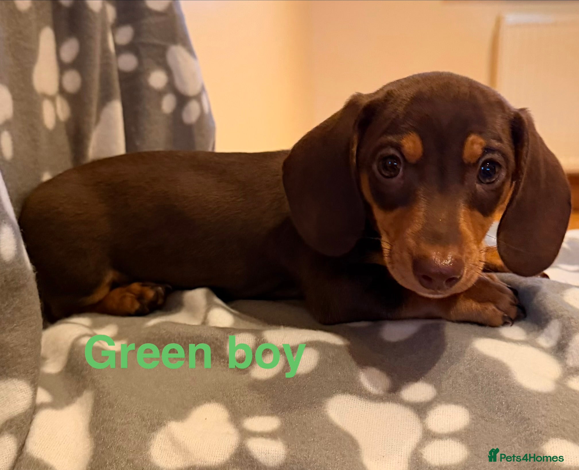 Miniature Dachshund dogs 1 miniature dachshund puppies  - Advert 8