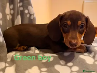 Miniature Dachshund dogs 1 miniature dachshund puppies - Advert 8