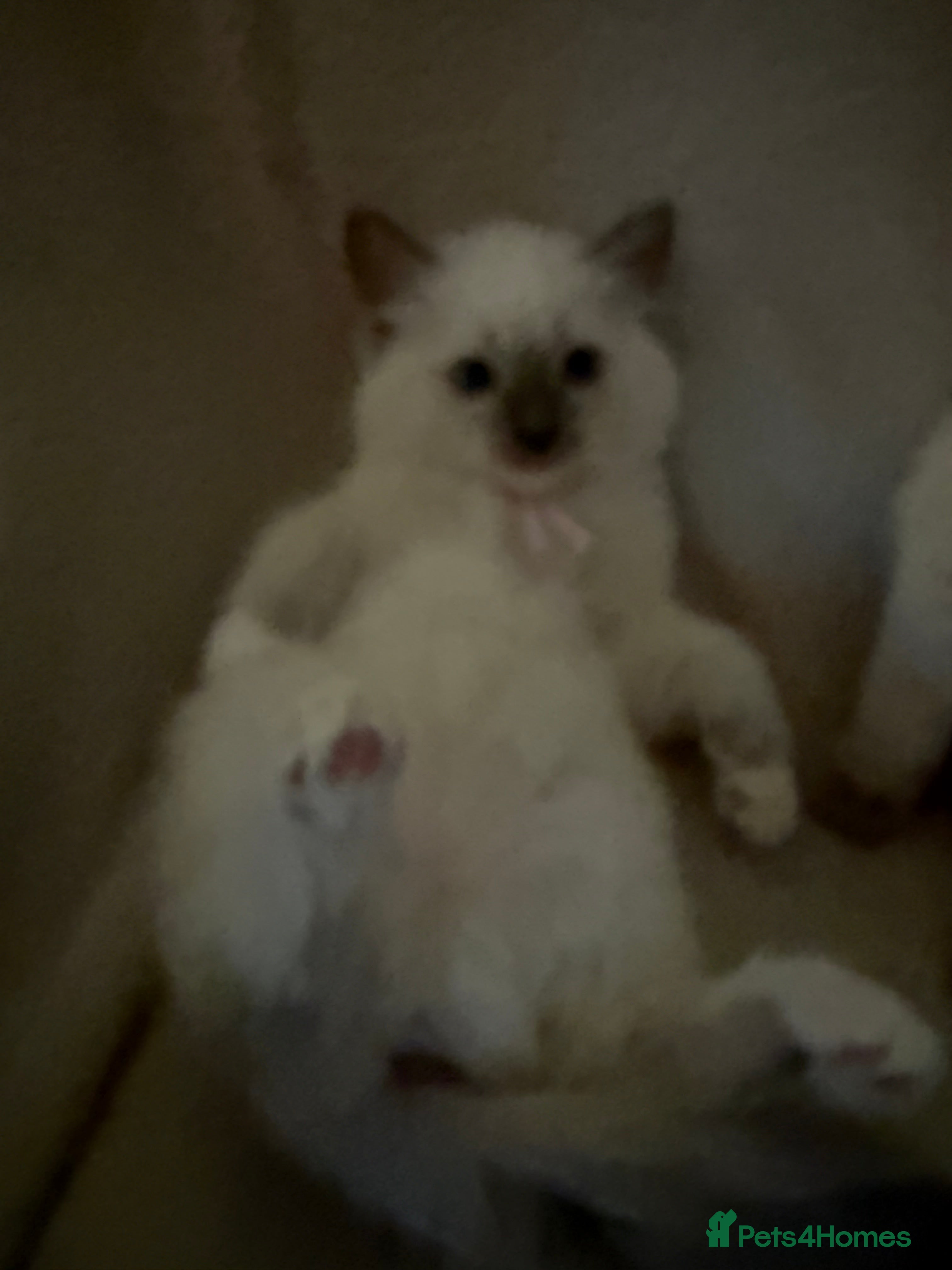 Ragdoll cats 6 Beautiful ragdoll kittens ready now - Advert 2