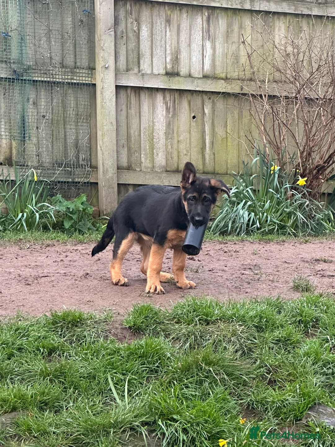 German Shepherd dogs for sale: Male puppy available  - Advert 11