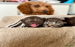 British Longhair cats for sale:  British longhair kittens 3 male 1 female  - Image 2