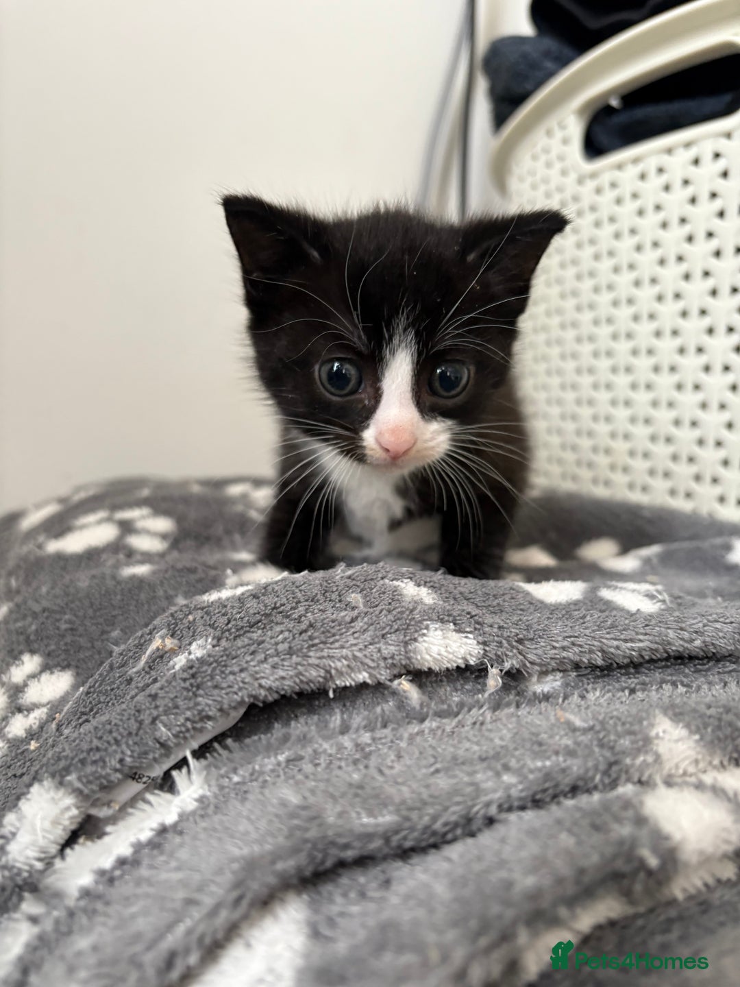 Mixed Breed cats for sale: Male tuxedo kitten for sale - Advert 3
