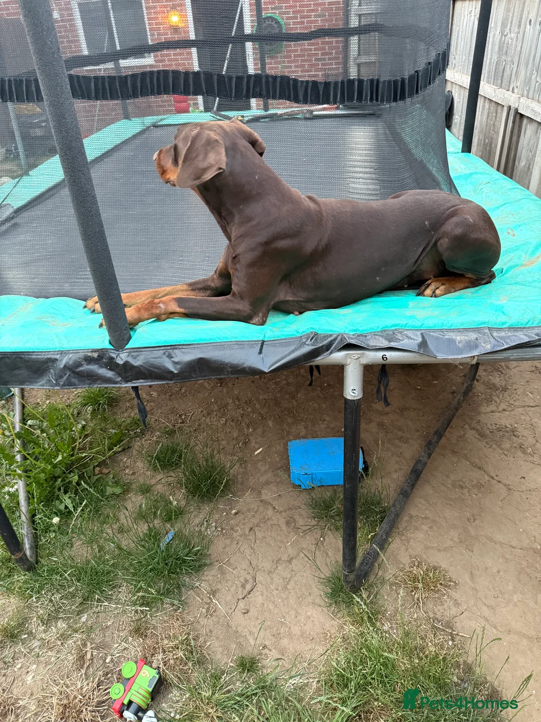 Dobermann dogs for sale: Wanting a quick sale Dobberman 4 years old - Advert 1