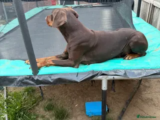 Dobermann dogs Wanting a quick sale Dobberman 4 years old - Advert 11