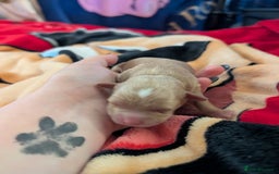 Cavapoo dogs for sale: Gorgeous cavapoo puppies  - Image 8