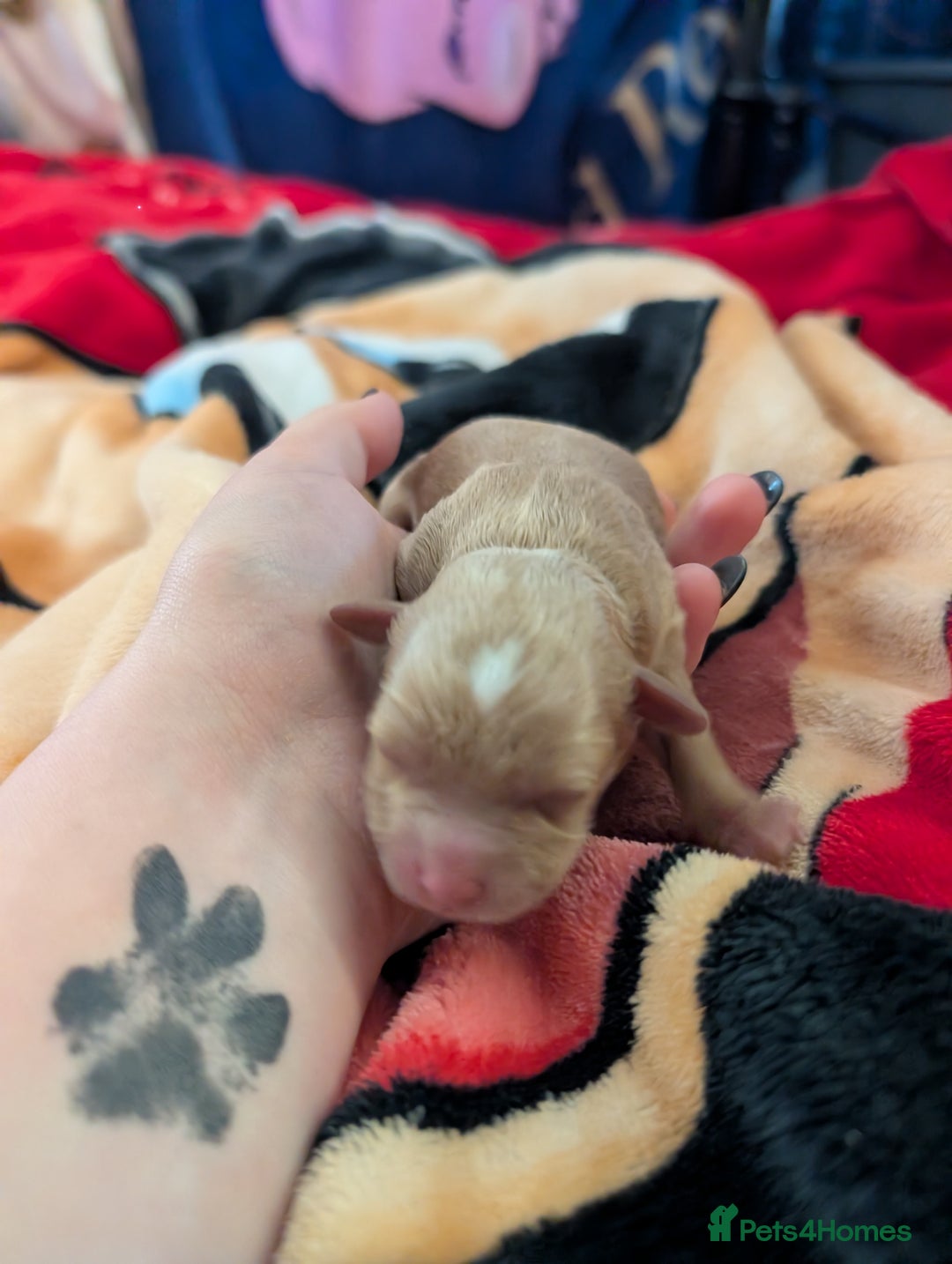 Cavapoo dogs for sale: Gorgeous cavapoo puppies  - Image 8