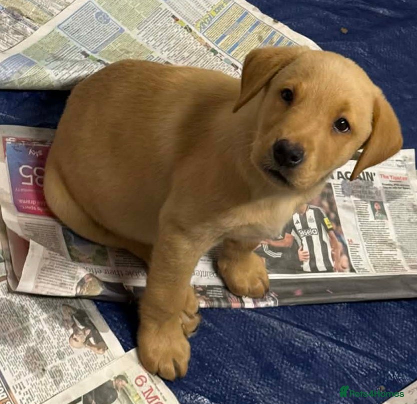 Labrador Retriever dogs Pure bred labrador puppies - Advert 2