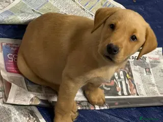 Labrador Retriever dogs Pure bred labrador puppies - Advert 2