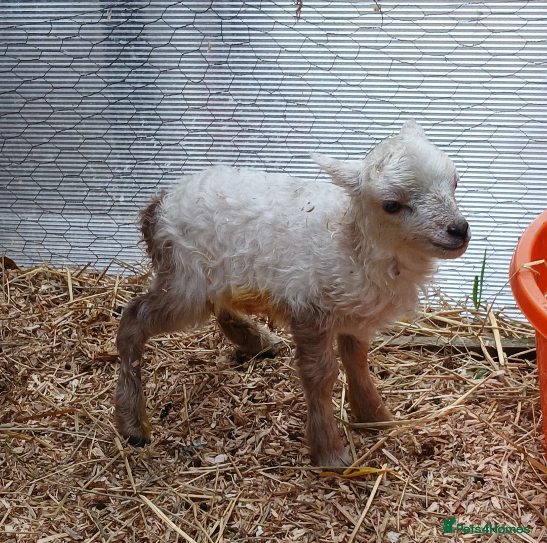 Sheep livestock for sale: Registered Pedigree Ouessant ewes, wethers, lambs - Advert 15