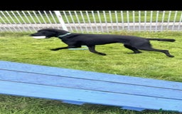 Mixed Breed dogs for adoption: Kyra is looking for a perfect home  - Image 3