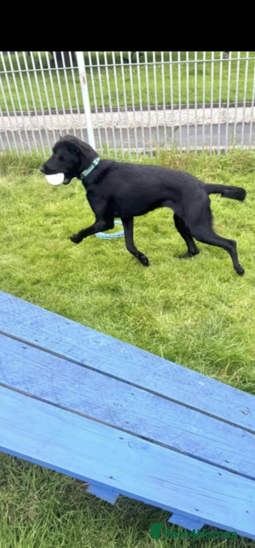 Mixed Breed dogs for adoption: Kyra is looking for a perfect home  - Image 3