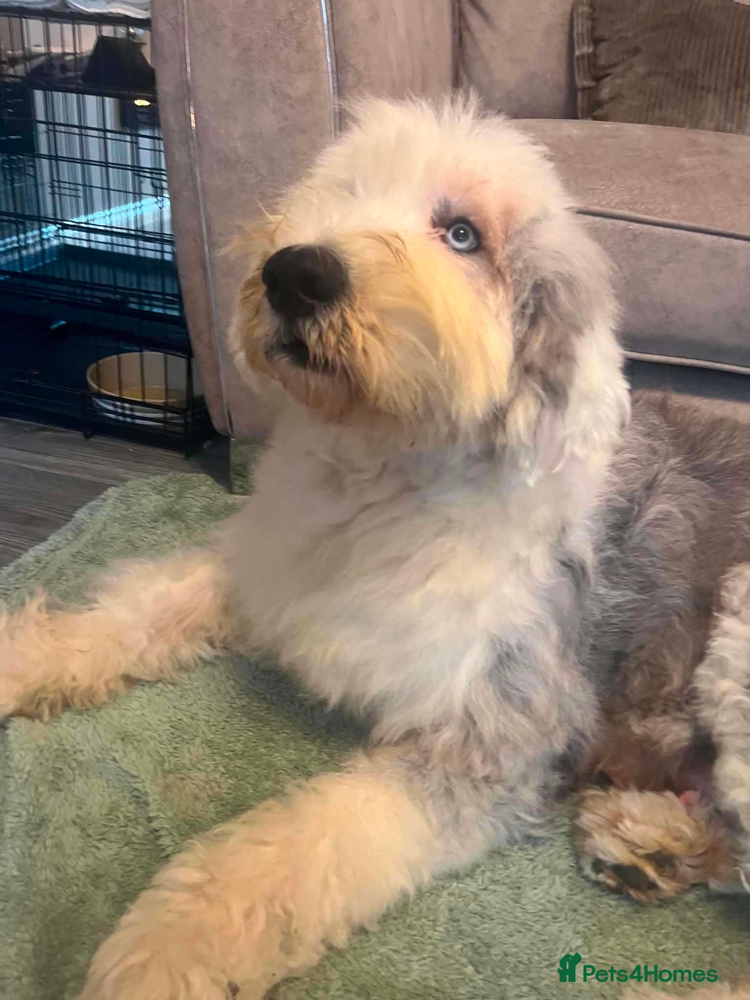 Mixed Breed dogs Old English saints  - Advert 1