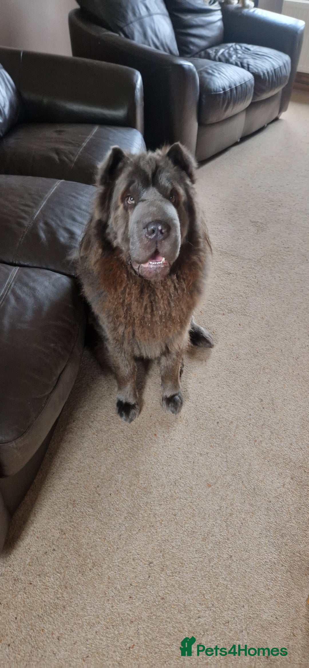 Shar Pei dogs for sale: Two Male Sharp pai dog's  - Advert 2