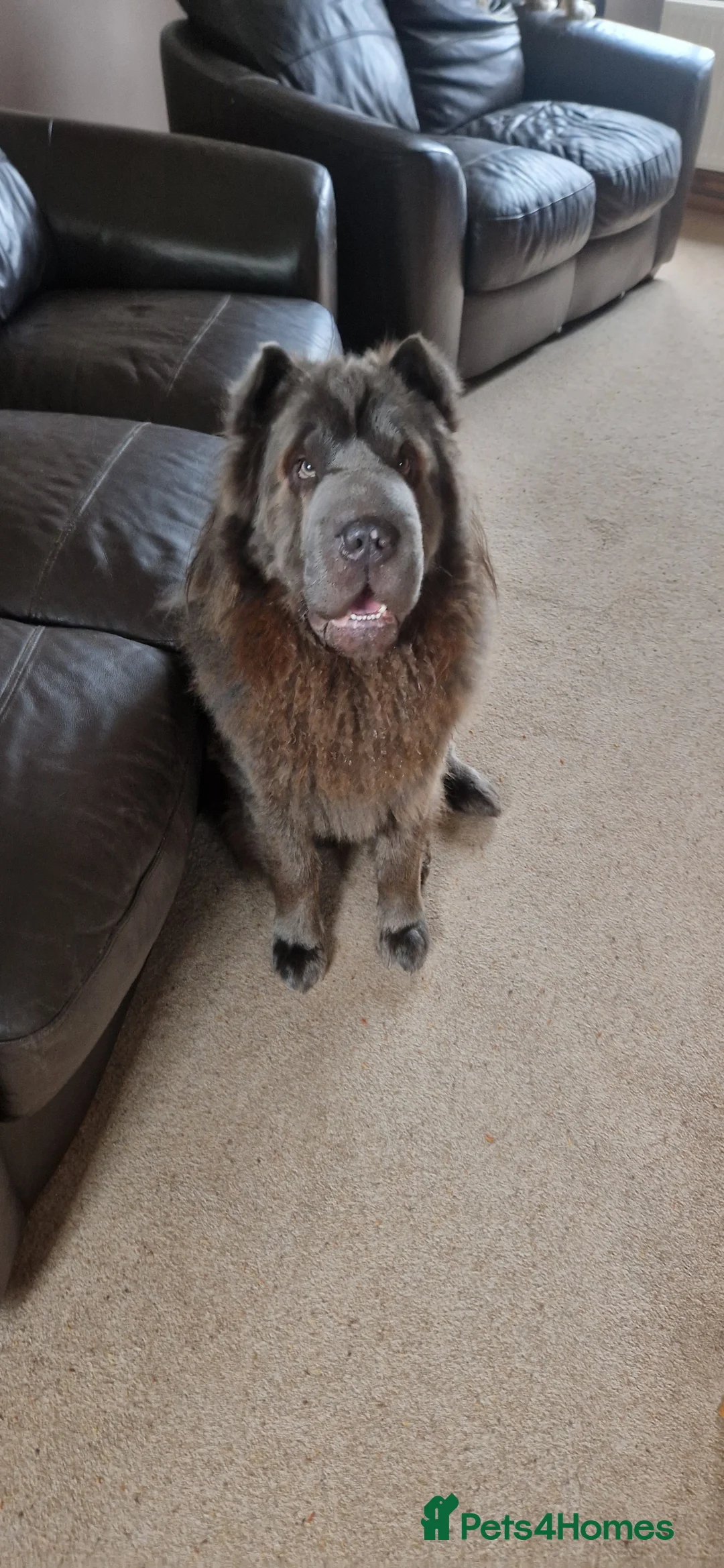 Shar Pei dogs for sale: Two Male Sharp pai dog's  - Advert 2