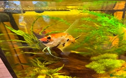Angelfish fish for sale: 3x Angelfish free to good home - Image 1