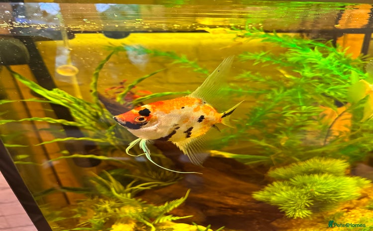 Angelfish fish - Advert 1
