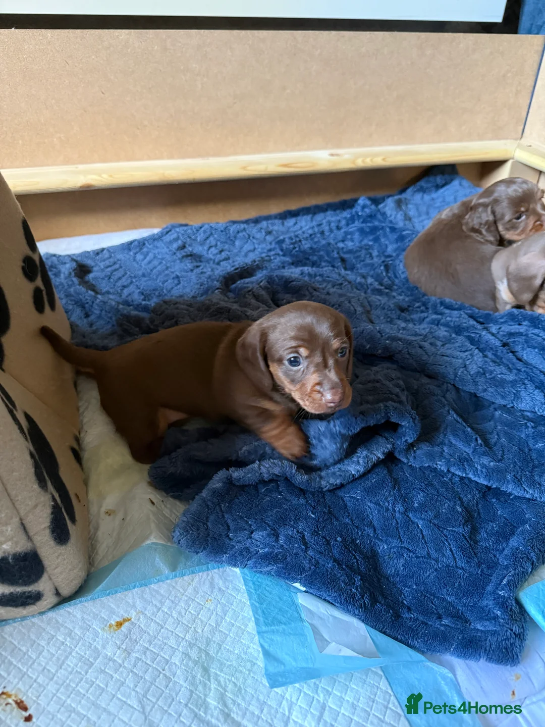 Miniature Dachshund dogs for sale: Miniature dachshund puppies!  - Advert 12