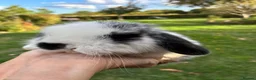 Mini Lop rabbits for sale: Beautiful pure breed mini lops - Advert 5