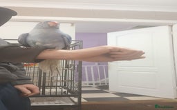 Ringnecks birds for sale: Voilot coloured ringneck for sale  - Image 4