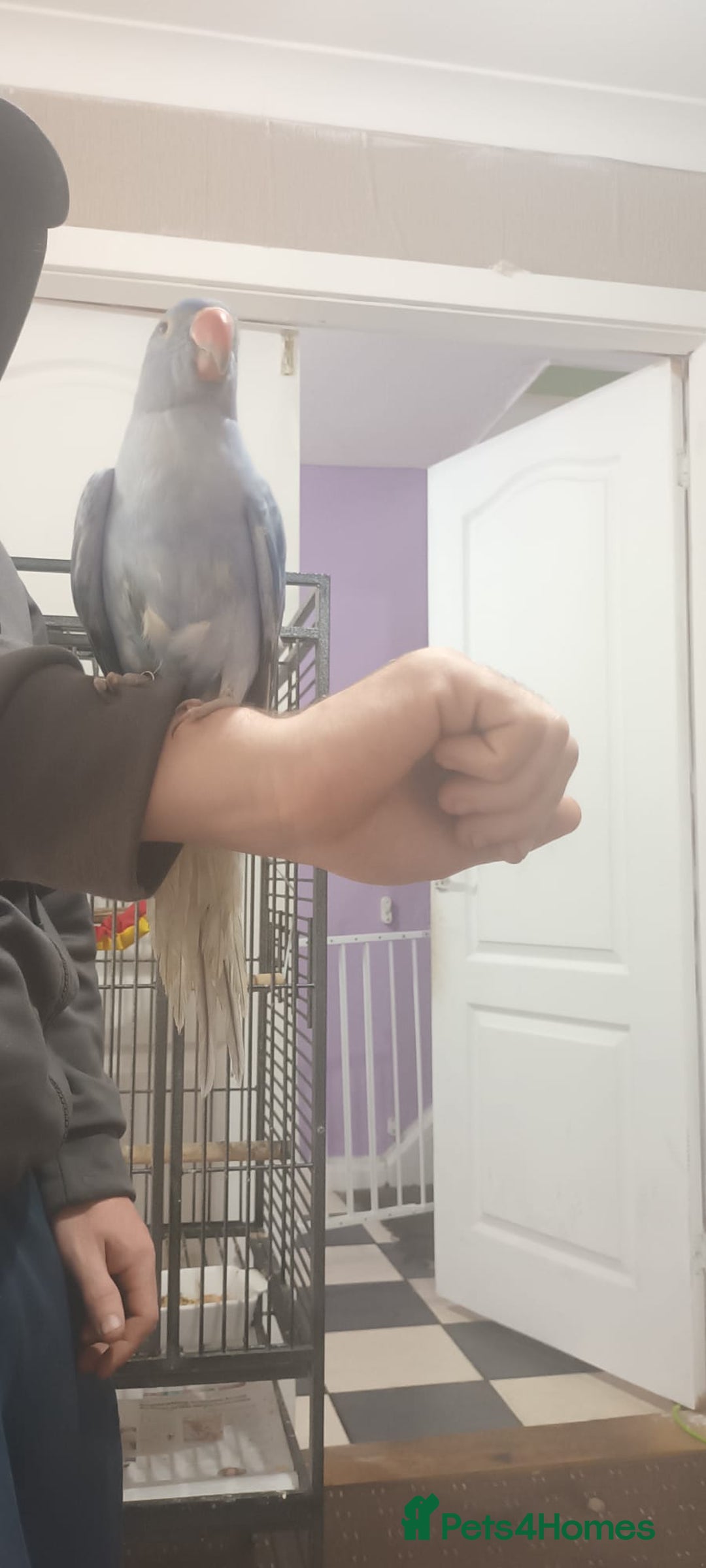Ringnecks birds for sale: Voilot coloured ringneck for sale  - Image 4