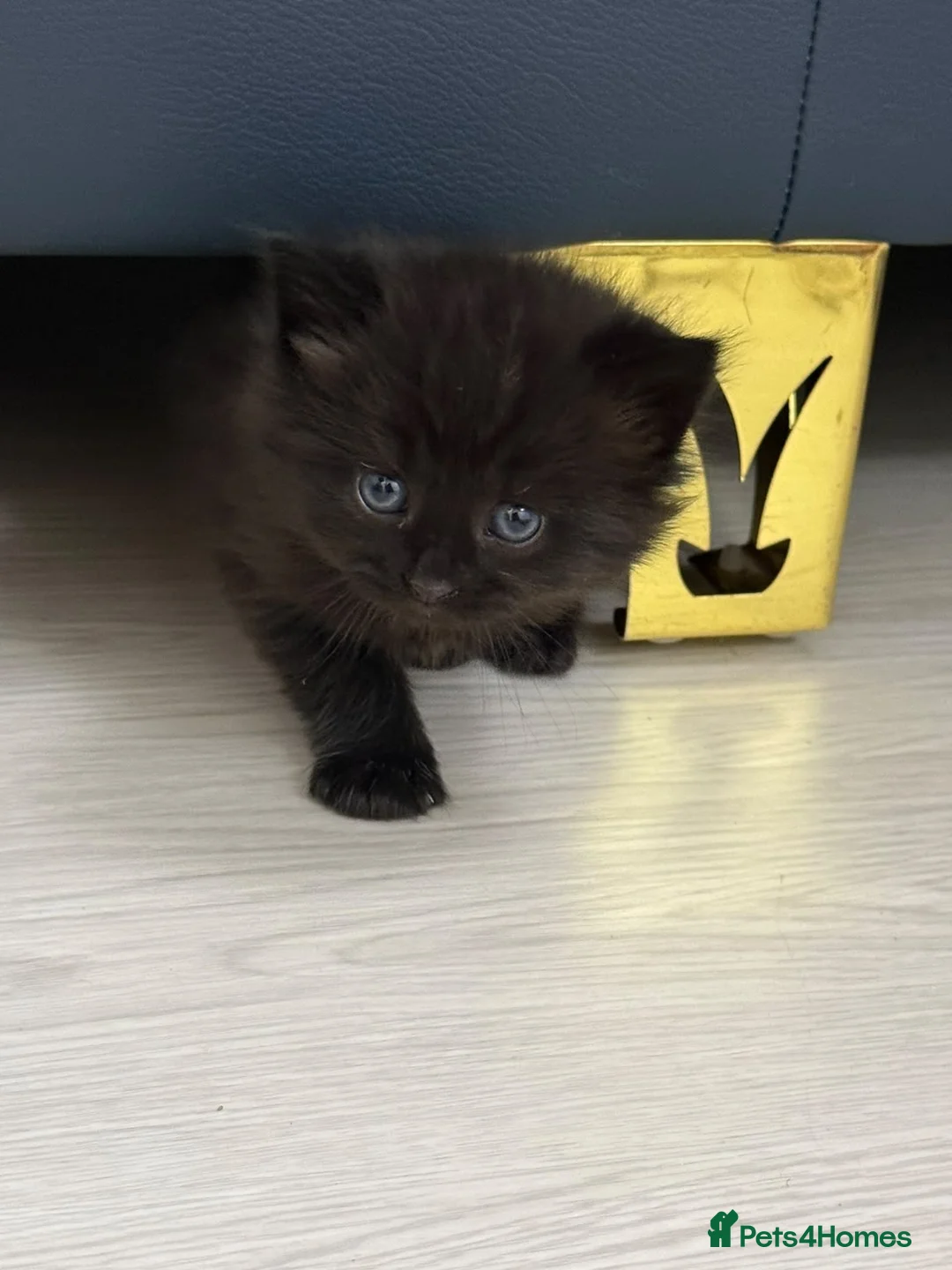 Domestic Shorthair cats for sale: Tuxedo Cat and Kitten – Together Only - Advert 2