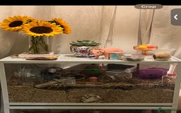 Mouse rodents for sale: 2 young female mice  - Advert 8