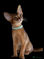 Abyssinian cats GCCF registered beautiful Abyssinian kittens - Advert 1