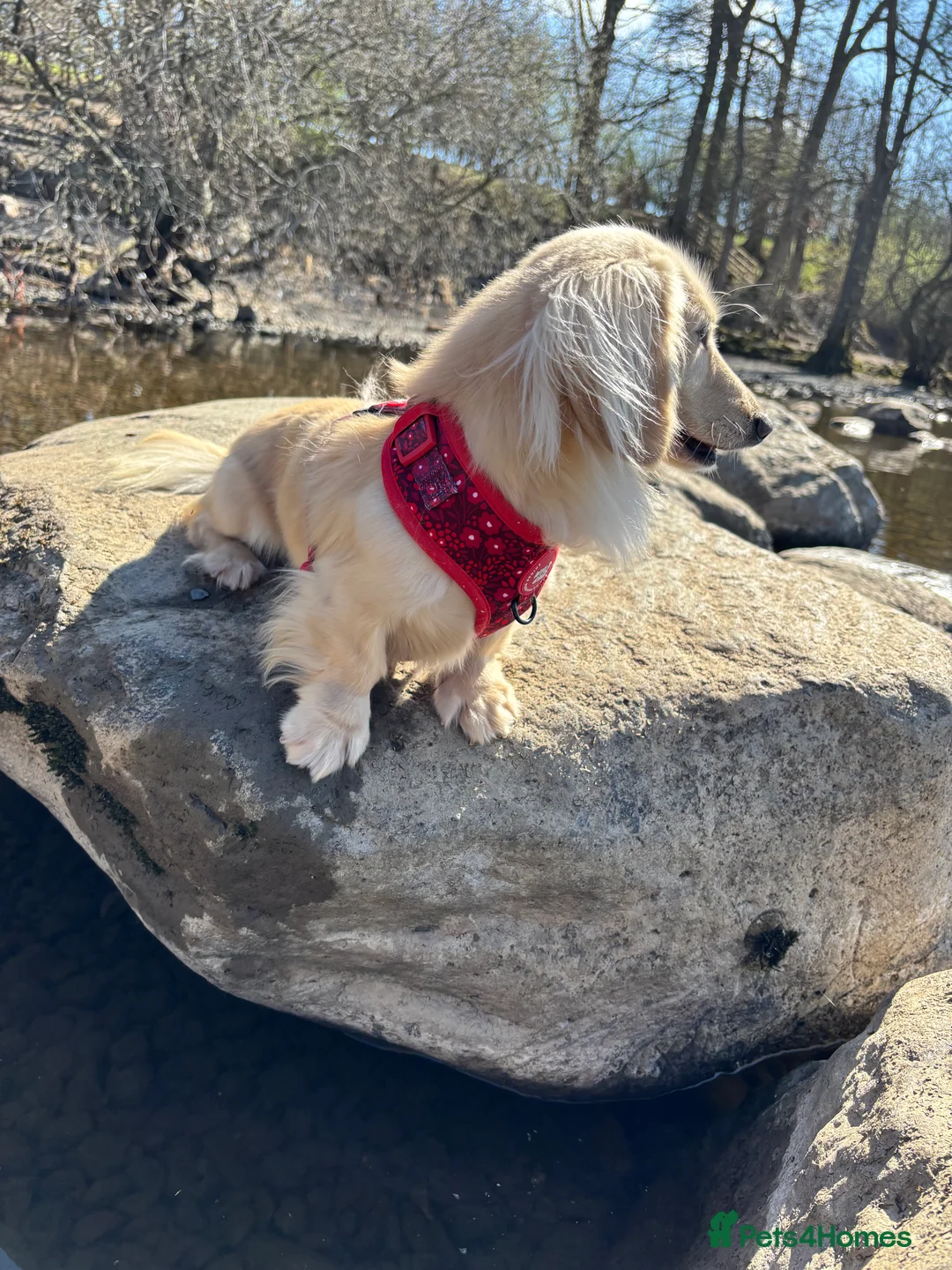 Miniature Dachshund dogs for sale: Beautiful miniature long haired dachshunds - Advert 12