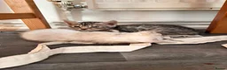 Bengal cats for sale: ✨ Exceptional Pure TICA Reg Bengal Kittens ✨  - Advert 16