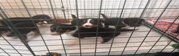 Sprollie dogs for sale: 5 females and 1 male available Sprollie puppies - Advert 6
