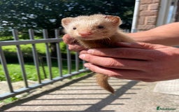 Ferret rodents for sale: Mixed ferrets  - Image 2