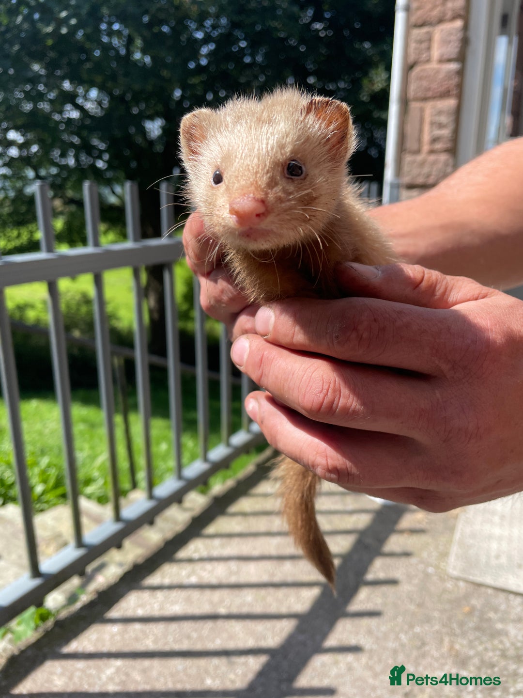 Ferret rodents for sale: Mixed ferrets  - Image 2