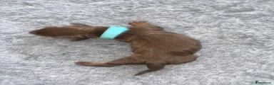 • Turquoise Collar: 