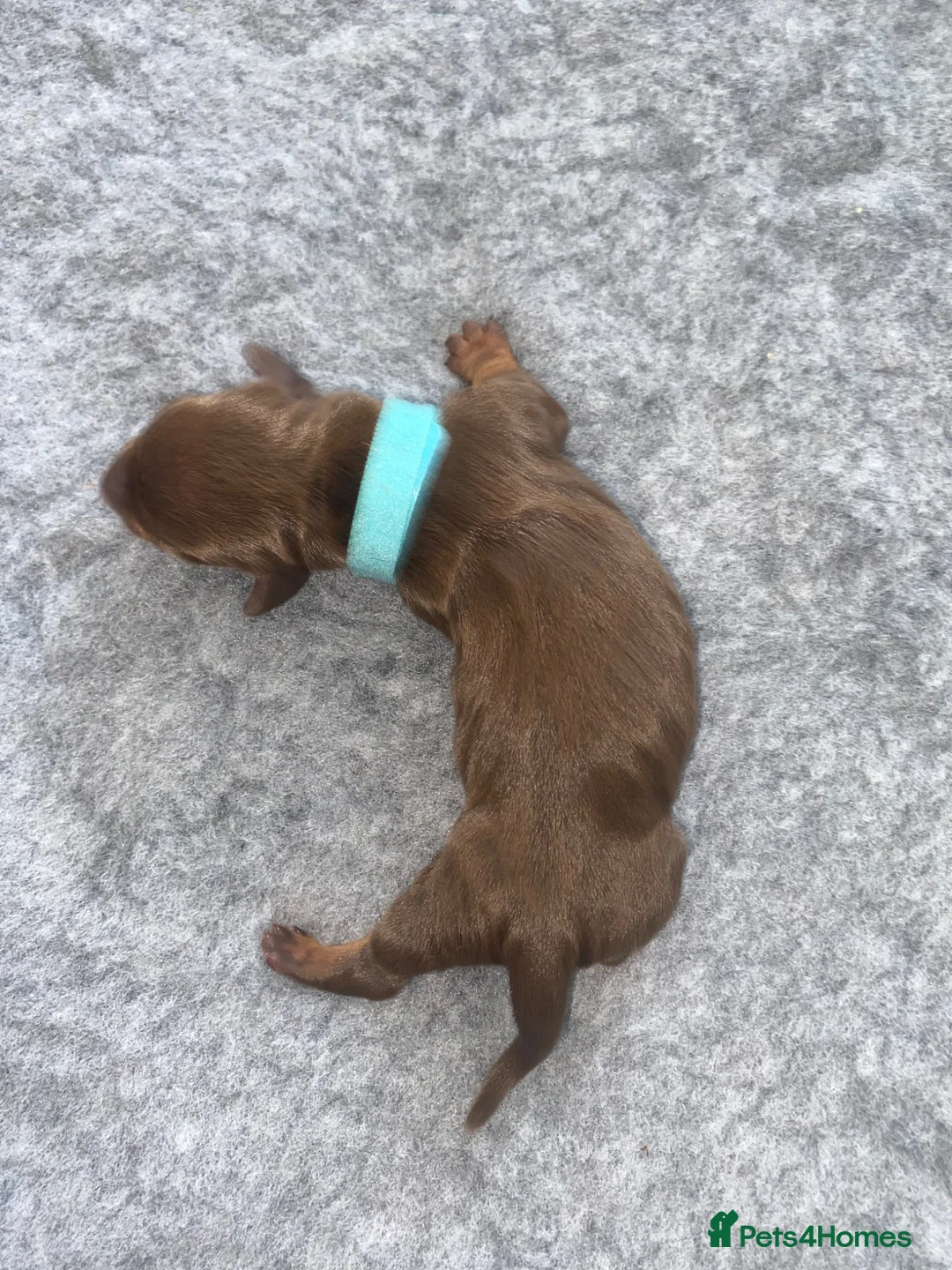 Miniature Dachshund dogs for sale: Miniature Dachshund Puppies - Advert 9