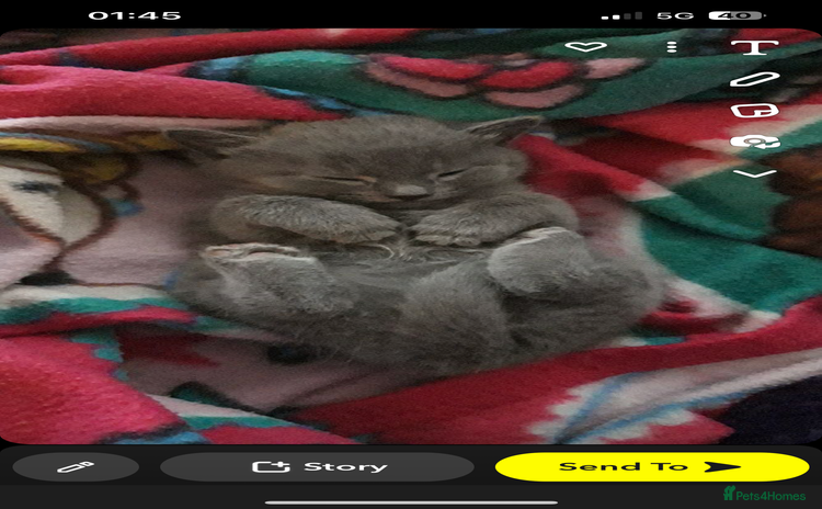 Russian Blue cats - Advert 6