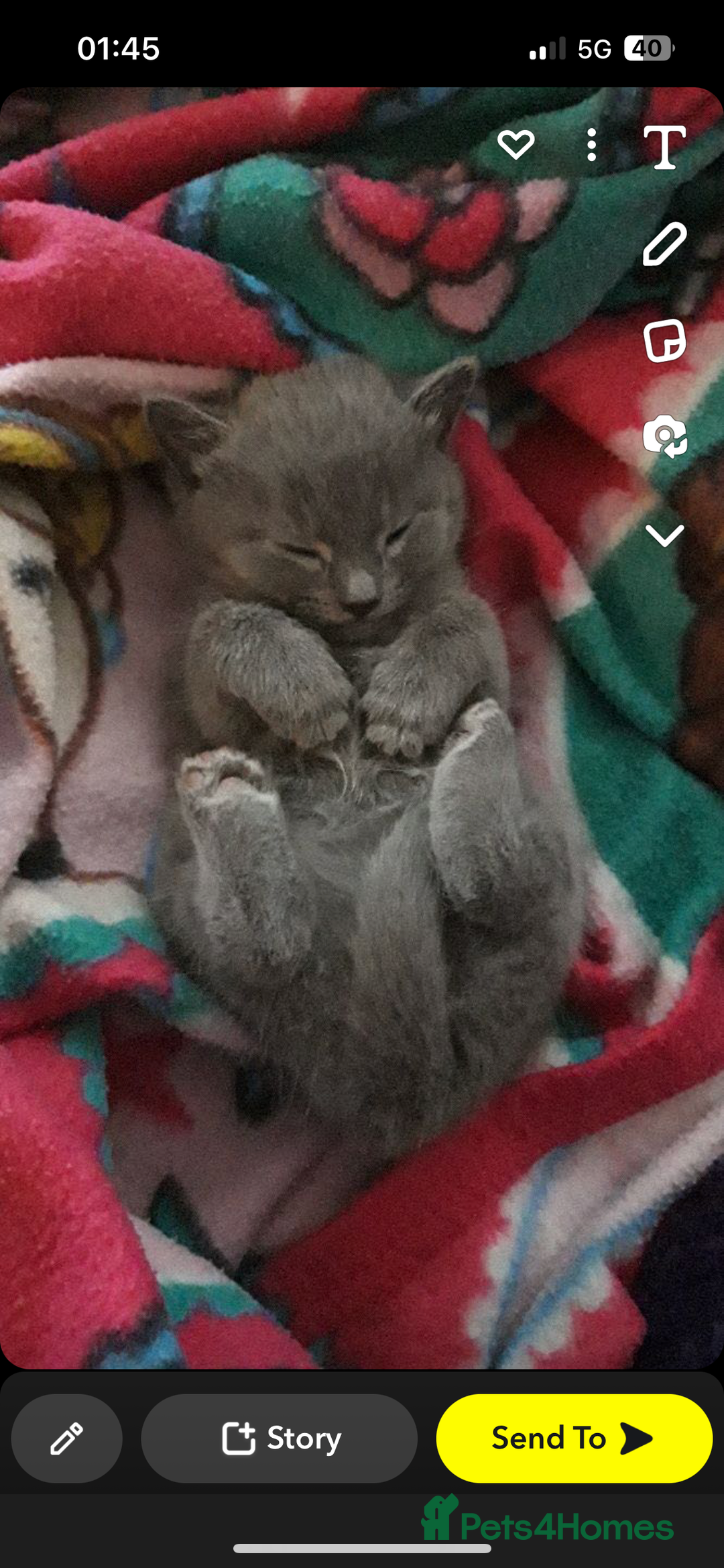 Russian Blue cats for sale: Russian blue x Chartreux - Image 1