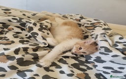 Mixed Breed cats for sale: Half norweigen forest cat 1/4 bengal 1/4 longhair - Image 1
