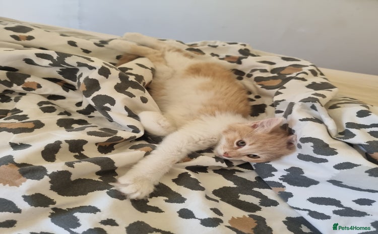 Mixed Breed cats - Advert 12