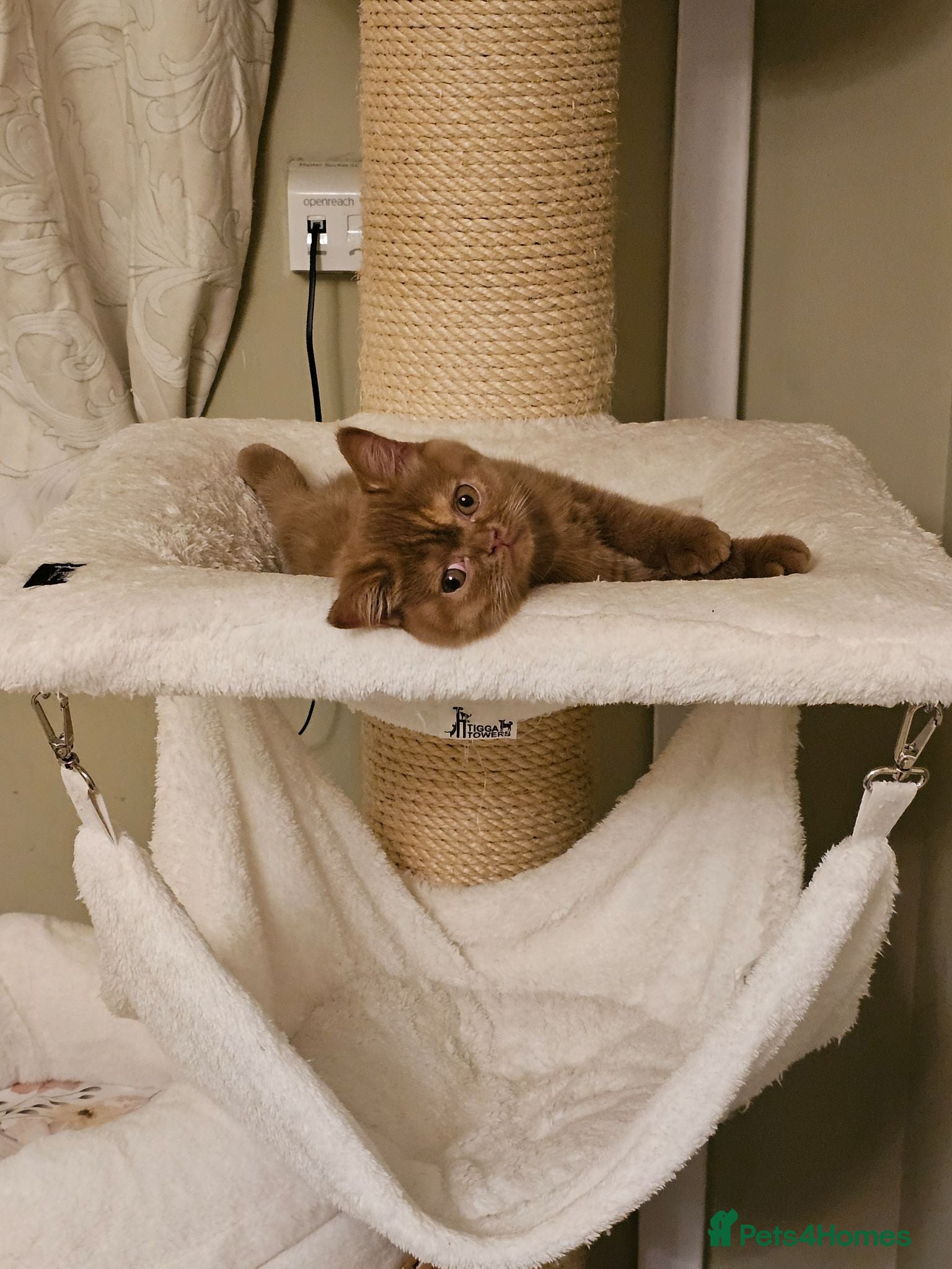 British Shorthair cats GCCF BSH champion parents cinnamon tortie female - Advert 14