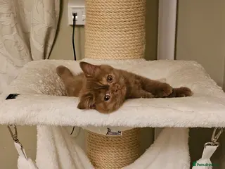 British Shorthair cats GCCF BSH champion parents cinnamon tortie female - Advert 14