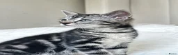 Mixed Breed cats for sale: Kittens - Advert 7