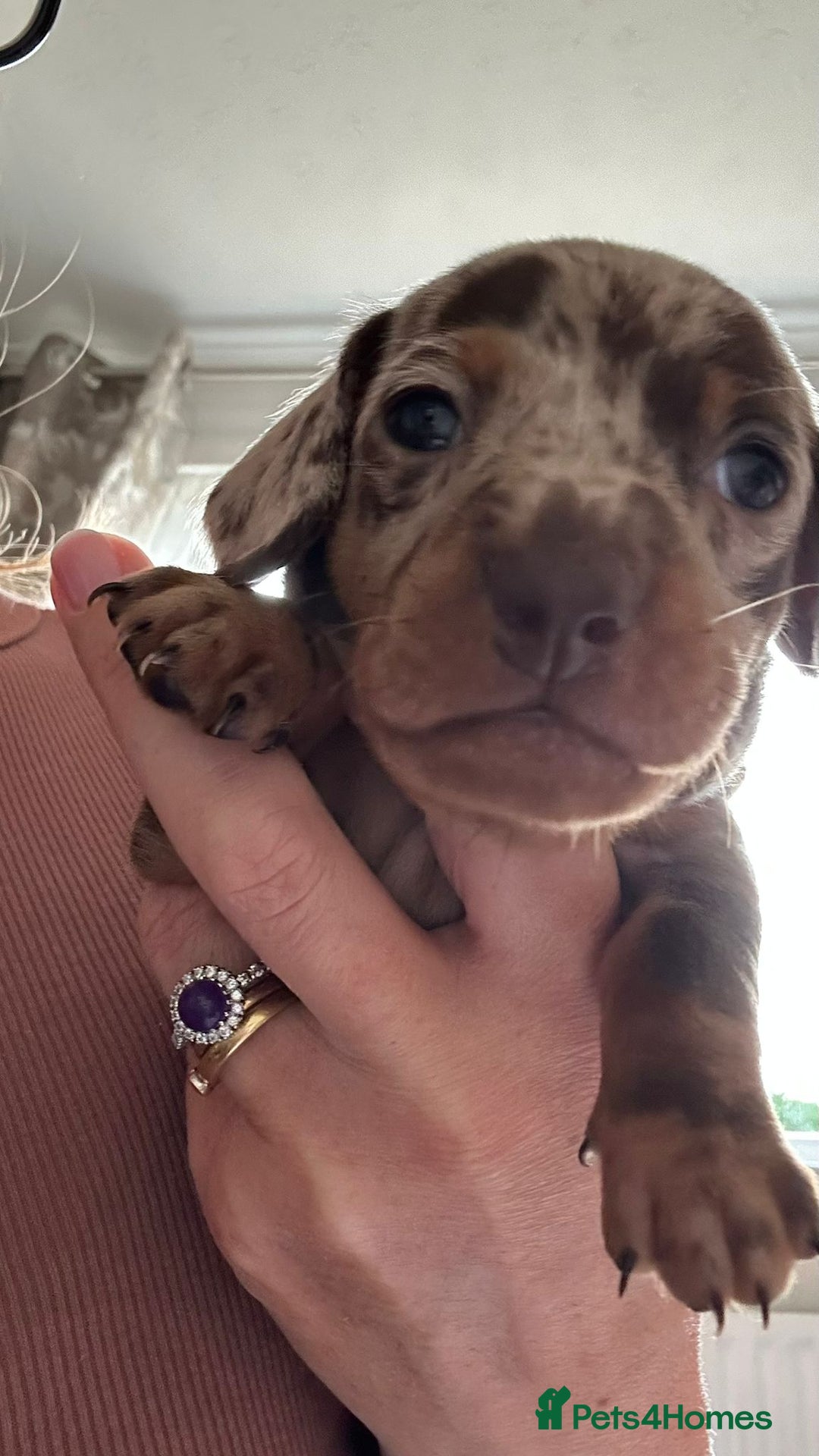 Dachshund dogs for sale: Miniature Daschund - Image 20